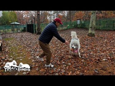 お父さんと鬼ごっこでひと勝負するのがとても楽しいベルです　Great Pyrenees　グレートピレニーズ