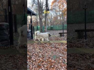 Belle ベル #greatpyrenees #todaysrunrun #グレートピレニーズ #今日のルンルン