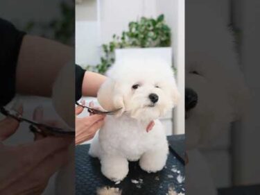 How to Make a Shirokuma Cut🐻‍❄️ / 子犬が白熊さんになる方法 #トリミング #asmr #puppy #grooming #dogshorts