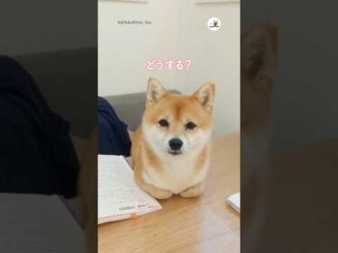 困っている柴犬の家庭教師｜PECO #柴犬 #赤柴 #茶柴 #柴犬のいる暮らし #柴犬大好き #shiba #shibainu #shibainulife #shibainulove