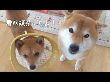 妹の看病をしたよ！不在だったママに報告する柴犬が可愛すぎる。