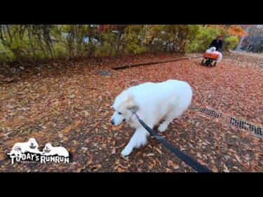 秋も終盤…落ち葉の散歩道を楽しんだルンルンとアランとベルです　Great Pyrenees　グレートピレニーズ