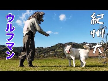 【紀州犬】キッシュと畑で遊ぶウルフマン