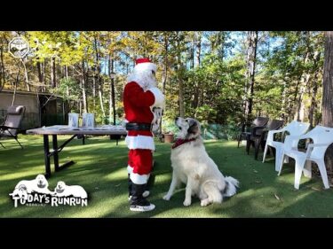 みちのくサンタからクリスマスプレゼントをもらったルンルンとアランとベルです　Great Pyrenees　グレートピレニーズ