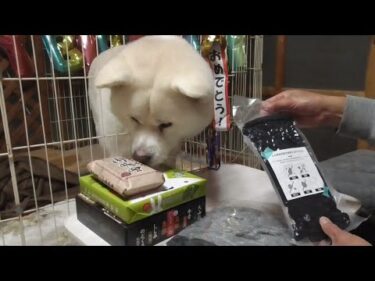 【秋田犬ゆうき】美味しそうなケーキと一緒に七歳の誕生日をお祝いして貰いました♪【akita dog】