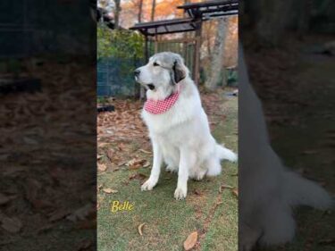 Belle ベル #greatpyrenees #todaysrunrun #グレートピレニーズ #今日のルンルン