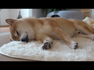 熟睡する柴犬ハチ‥しかし数分前少し怖いことがあったようです。