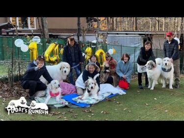 パンチ君14歳！ルカ君10歳！アラン10歳！みんなで一緒にお祝いしました！　Great Pyrenees　グレートピレニーズ