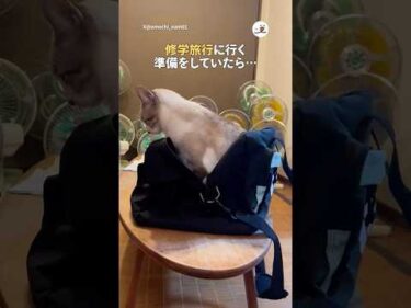 修学旅行に行く準備をしていたら｜PECO #猫 #愛猫家 #猫のいる暮らし #cat #catlover #catlife #catvideos