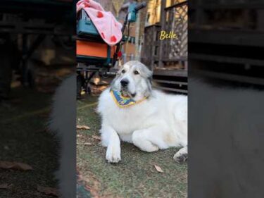 Belle ベル #greatpyrenees #todaysrunrun #グレートピレニーズ #今日のルンルン