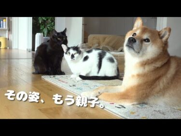 大好きな人を待つ柴犬、ふと様子を伺うと子猫と可愛すぎる状況に。。