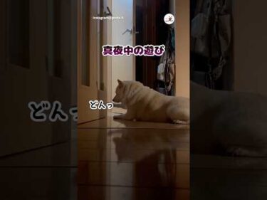 真夜中の異音…その正体｜PECO #柴犬 #白柴 #柴犬のいる暮らし #柴犬大好き #shiba #shibainu #shibainulife #shibainulove