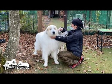 ストーブ屋さんと楽しく遊んだルンルンとアランとベルです　Great Pyrenees　グレートピレニーズ