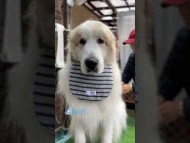 Alain アラン #greatpyrenees #todaysrunrun #グレートピレニーズ #今日のルンルン