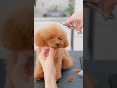 How to Cutting Adorable Puppy’s Hair💗 / 可愛すぎる子犬をカットしたら・・・ #トリミング #asmr #puppy #grooming #dogshorts