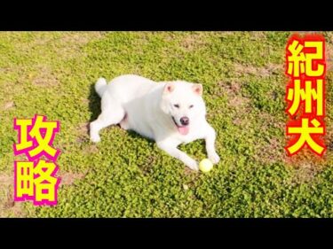 【紀州犬】キッシュのボール返さない持って来ない問題に救世主！