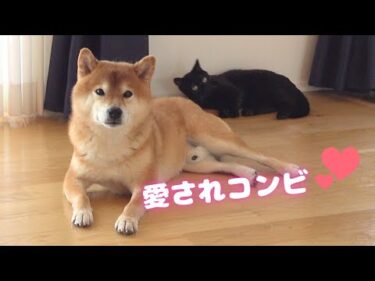 【柴犬と猫】愛されコンビの不思議な絆。かわいい姿に癒されると話題！