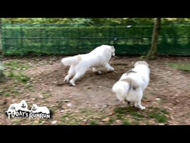 寒さ上等で張り切って番犬を頑張るルンルンとアランとベルです　Great Pyrenees　グレートピレニーズ