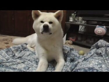 【秋田犬ゆうき】秋の終わりの寒さに薄布団はまだ早いと拒んでいたけど結構気持ち良かった【akita dog】