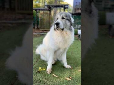 Belle ベル #greatpyrenees #todaysrunrun #グレートピレニーズ #今日のルンルン