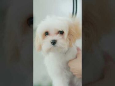 可愛いだけで１００点です❣️/Puppy Grooming #トリミング #子犬 #asmr #puppy #grooming