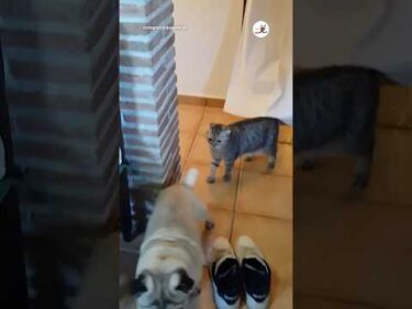 ドッキリさせたい猫さん｜PECO #犬と猫 #パグ #犬と猫のいる暮らし #dogandcat #pug #dogandcatlife #dogandcatlove