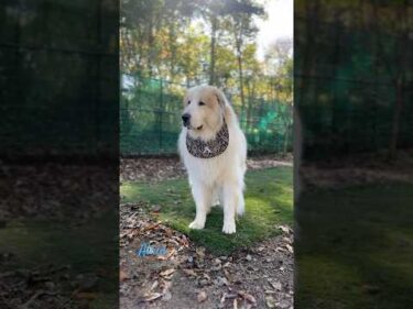 Alain アラン #greatpyrenees #todaysrunrun #グレートピレニーズ #今日のルンルン