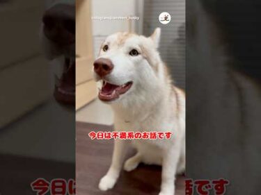 話を聞いてもらってスッキリするハスキーさん｜PECO #シベリアンハスキー #大型犬 #ハスキー大好き #siberianhusky #dog #huskylove #huskylife