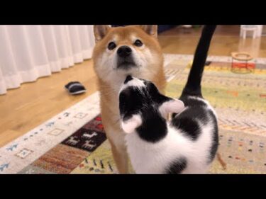 柴犬が大好きすぎる猫、半日ぶりに会うとこうなる。