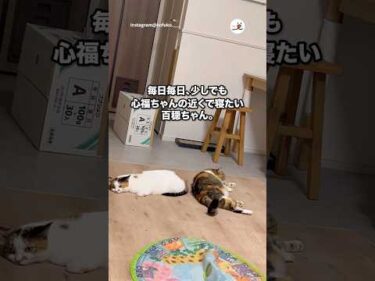 心福ちゃんの近くにいたい百穏ちゃん｜PECO #保護猫 #三毛猫 #愛猫家  #保護猫のいる暮らし #rescuedcat #calicocat #catlover #rescuedcatlife