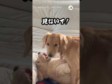 キスを見られたワンコ👄｜PECO #ゴールデンレトリバー #大型犬 #ゴールデンレトリバーのいる暮らし #goldenretriever #dog #goldenretrieverlife