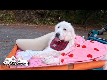 寒くなりブランケットをかけてもらい散歩へ出かけるルンルンです　Great Pyrenees　グレートピレニーズ