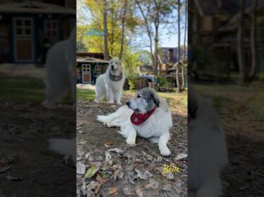 Alain and Belle アランとベル #greatpyrenees #todaysrunrun #グレートピレニーズ #今日のルンルン