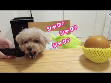 愛犬が大好きな梨を食べてる音をマイクで録ったら可愛すぎました♪【トイプードル】【ASMR】