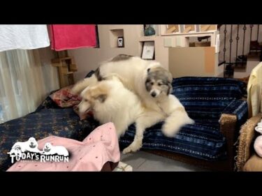 1日雨だったので室内で大いに荒ぶったアランとベルです　Great Pyrenees　グレートピレニーズ