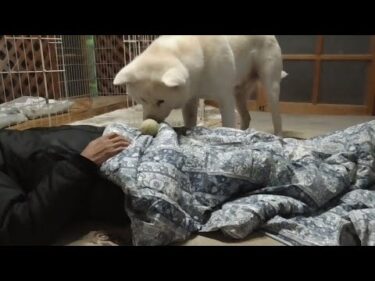 【秋田犬ゆうき】体調不良で横たわる飼い主をボール遊びで元気づけようと自分なりに頑張る【akita dog】