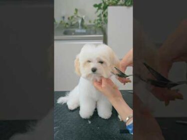 How to Turn a Puppy into a Stuffed Animal / 子犬をぬいぐるみにする方法🧸 #トリミング #asmr #puppy #grooming #dogshorts