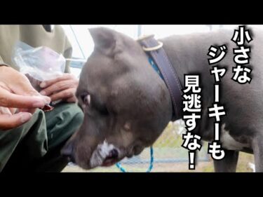 【ピットブル】とっつぁん 犬はオヤツくれる人に従う👍