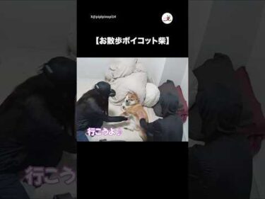 【雨の日のお犬様】お散歩ボイコット｜PECO #柴犬 #赤柴 #茶柴 #柴犬のいる暮らし #柴犬大好き #shiba #shibainu #shibainulife #shibainulove