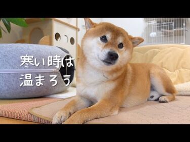 初雪の前兆？寒い日にぬくぬくする柴犬の姿に癒される！