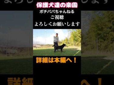 【愛犬の噛み付き問題】 #犬の問題行動 #shorts #噛み犬