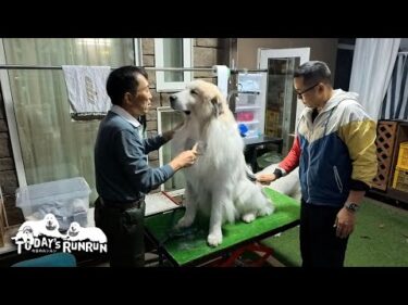 ブラッシング中の逃亡癖が抜けてスッカリ優等生のアランです　Great Pyrenees　グレートピレニーズ