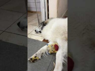 Belle ベル #greatpyrenees #todaysrunrun #グレートピレニーズ #今日のルンルン