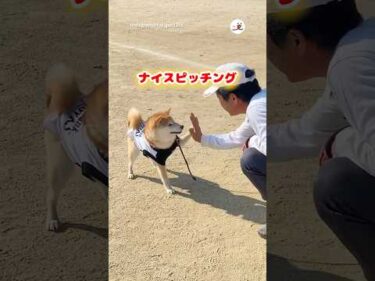 柴犬小雨ちゃん、ナイスピッチング！⚾｜PECO #柴犬 #赤柴 #茶柴 #柴犬のいる暮らし #柴犬大好き #shiba #shibainu #shibainulife #shibainulove