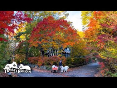 紅葉を楽しみながらのんびりお散歩したルンルンとアランとベルです　Great Pyrenees　グレートピレニーズ