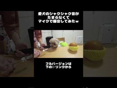 【ASMR】梨を食べる愛犬 #犬 #トイプードル #かわいい #トイプードルの虎太郎三桜 #トイプー多頭飼い #癒し #といぷーどる #こたみお