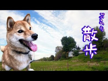 【元噛む柴犬】巧くんと3時間ぶらり散歩