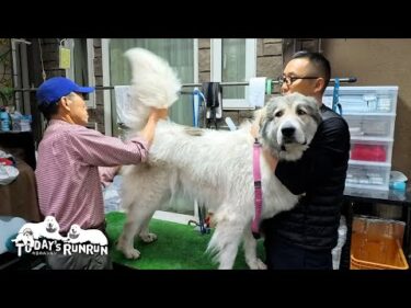 早く遊びに行きたくてブラッシングに集中できないベルです　Great Pyrenees　グレートピレニーズ