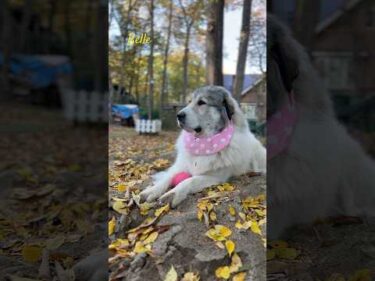 Belle ベル #greatpyrenees #todaysrunrun #グレートピレニーズ #今日のルンルン