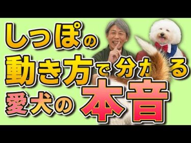 しっぽの動きでわかる本当の気持ち：喜びから緊張まで完全解説！愛犬があなたに伝えたいことは？